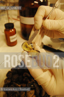 VENICE 31/3/2008 - VENICE GATEWAY FOR SCIENCE AND TECHNOLOGY - INCA LABORATORIES (INTER UNIVERSITY CONSORTIUM OF CHEMISTRY FOR THE ENVIRONMENT)  ANALIZED THE INDUSTRIAL POLLUTION IN VENICE LAGOON AND HIS ICHTHYIC FAUNA AND DISCOVERED THE CONNECTION WITH DIOXIN BLOOD CONTAMINATION IN THE PEOPLE WHO EATED VENICE LAGOON FISH : THE DIRECTOR OF MICROPOLLUTANTS LABORATORY DR. STEFANO RACCANELLI ©Graziano Arici/Rosebud2 INQUINAMENTO PORTO MARGHERA DIOSSINA