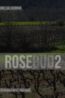 (PROVENCE FRANCE) APRILE 2008 VIGNE ©Graziano Arici/Rosebud2 VINO VIGNETO