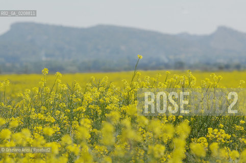 ALPILLES (FRANCE - PROVENCE)  MAY 2008 - YELLOW FLOWERS ©Graziano Arici/Rosebud2 FIORE GIALLO GEO