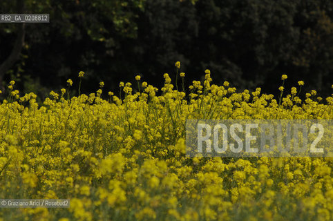 ALPILLES (FRANCE - PROVENCE)  MAY 2008 - YELLOW FLOWERS ©Graziano Arici/Rosebud2 FIORE GIALLO GEO