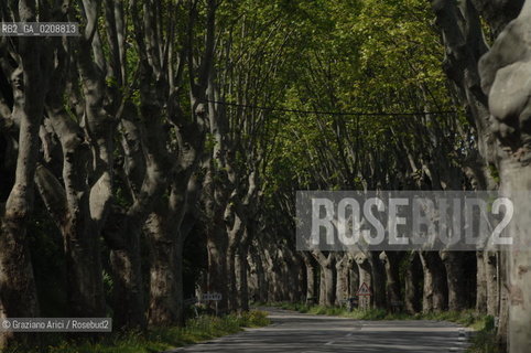 ALPILLES (FRANCE PROVENCE) MAY 2008 - PLANE TREES BOULEVARD ©Graziano Arici/Rosebud2 ALBERO PLATANO VIALE GEO