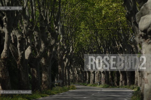 ALPILLES (FRANCE PROVENCE) MAY 2008 - PLANE TREES BOULEVARD ©Graziano Arici/Rosebud2 ALBERO PLATANO VIALE GEO