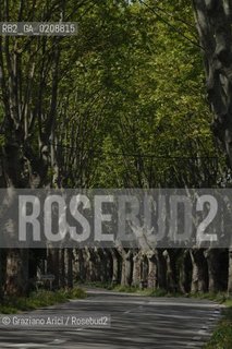 ALPILLES (FRANCE PROVENCE) MAY 2008 - PLANE TREES BOULEVARD ©Graziano Arici/Rosebud2 ALBERO PLATANO VIALE GEO
