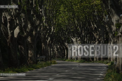 ALPILLES (FRANCE PROVENCE) MAY 2008 - PLANE TREES BOULEVARD ©Graziano Arici/Rosebud2 ALBERO PLATANO VIALE GEO
