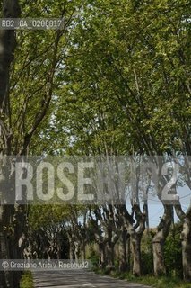 ALPILLES (FRANCE PROVENCE) MAY 2008 - PLANE TREES BOULEVARD ©Graziano Arici/Rosebud2 ALBERO PLATANO VIALE GEO