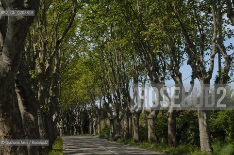 ALPILLES (FRANCE PROVENCE) MAY 2008 - PLANE TREES BOULEVARD ©Graziano Arici/Rosebud2 ALBERO PLATANO VIALE GEO