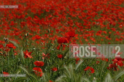 ALPILLES (FRANCE PROVENCE) MAY 2008 - RED FLOWERS ©Graziano Arici/Rosebud2 FIORE ROSSO PAPAVERO GEO