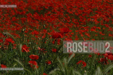 ALPILLES (FRANCE PROVENCE) MAY 2008 - RED FLOWERS ©Graziano Arici/Rosebud2 FIORE ROSSO PAPAVERO GEO