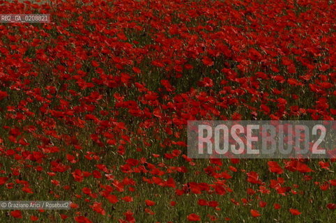 ALPILLES (FRANCE PROVENCE) MAY 2008 - RED FLOWERS ©Graziano Arici/Rosebud2 FIORE ROSSO PAPAVERO GEO