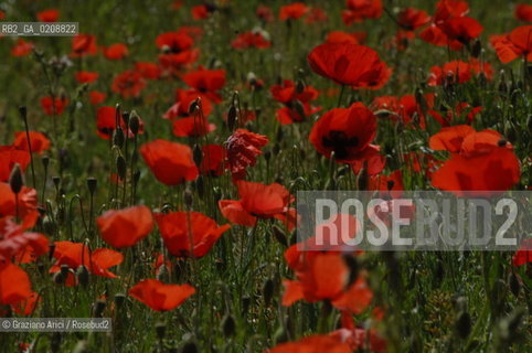 ALPILLES (FRANCE PROVENCE) MAY 2008 - RED FLOWERS ©Graziano Arici/Rosebud2 FIORE ROSSO PAPAVERO GEO