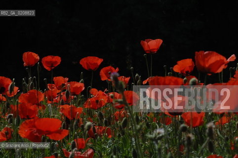 ALPILLES (FRANCE PROVENCE) MAY 2008 - RED FLOWERS ©Graziano Arici/Rosebud2 FIORE ROSSO PAPAVERO GEO