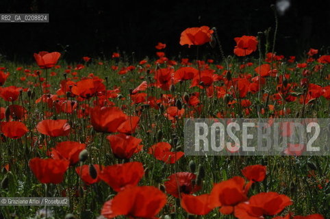 ALPILLES (FRANCE PROVENCE) MAY 2008 - RED FLOWERS ©Graziano Arici/Rosebud2 FIORE ROSSO PAPAVERO GEO