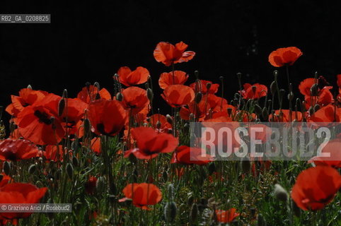 ALPILLES (FRANCE PROVENCE) MAY 2008 - RED FLOWERS ©Graziano Arici/Rosebud2 FIORE ROSSO PAPAVERO GEO