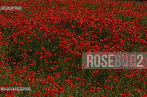ALPILLES (FRANCE PROVENCE) MAY 2008 - RED FLOWERS ©Graziano Arici/Rosebud2 FIORE ROSSO PAPAVERO GEO