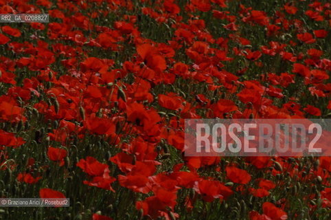 ALPILLES (FRANCE PROVENCE) MAY 2008 - RED FLOWERS ©Graziano Arici/Rosebud2 FIORE ROSSO PAPAVERO GEO