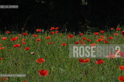 ALPILLES (FRANCE PROVENCE) MAY 2008 - RED FLOWERS ©Graziano Arici/Rosebud2 FIORE ROSSO PAPAVERO GEO