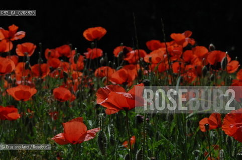 ALPILLES (FRANCE PROVENCE) MAY 2008 - RED FLOWERS ©Graziano Arici/Rosebud2 FIORE ROSSO PAPAVERO GEO