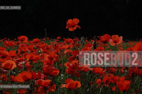 ALPILLES (FRANCE PROVENCE) MAY 2008 - RED FLOWERS ©Graziano Arici/Rosebud2 FIORE ROSSO PAPAVERO GEO