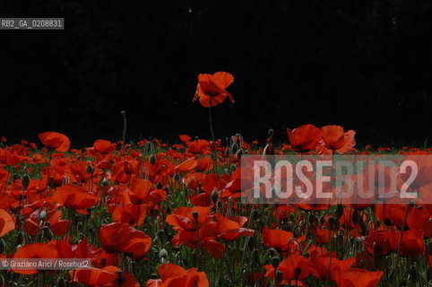 ALPILLES (FRANCE PROVENCE) MAY 2008 - RED FLOWERS ©Graziano Arici/Rosebud2 FIORE ROSSO PAPAVERO GEO
