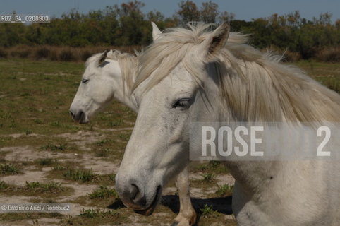 CAMARGUE (FRANCE PROVENCE) MAY 2008 - HORSES  ©Graziano Arici/Rosebud2 CAVALLOCAMARGUE PROVENZA GEO