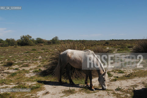 CAMARGUE (FRANCE PROVENCE) MAY 2008 - HORSES  ©Graziano Arici/Rosebud2 CAVALLOCAMARGUE PROVENZA GEO