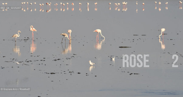 Camargue (France - Provence - Provenza) 8/09 - Camargue with birds  ©Graziano Arici/Rosebud2 geo