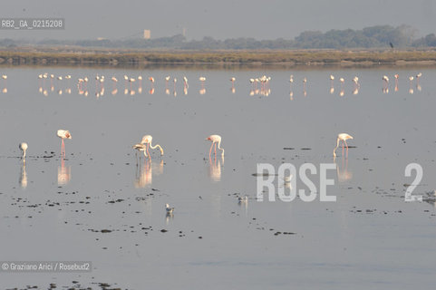 Camargue (France - Provence - Provenza) 8/09 - Camargue with birds  ©Graziano Arici/Rosebud2 geo