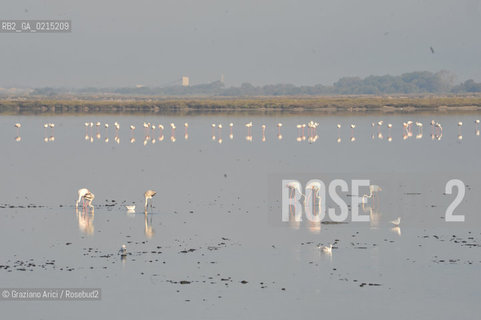 Camargue (France - Provence - Provenza) 8/09 - Camargue with birds  ©Graziano Arici/Rosebud2 geo