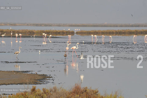 Camargue (France - Provence - Provenza) 8/09 - Camargue with birds  ©Graziano Arici/Rosebud2 geo