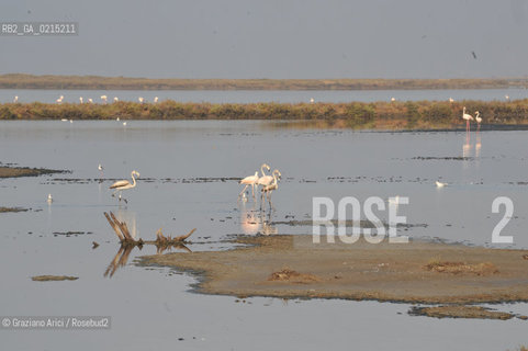 Camargue (France - Provence - Provenza) 8/09 - Camargue with birds  ©Graziano Arici/Rosebud2 geo