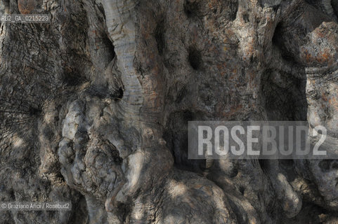Pont-du Gard (France - Provence - Provenza) 8/09 - Pont-du-gard  ©Graziano Arici/Rosebud2 geo acquedotto romano barca fiume albero valentina