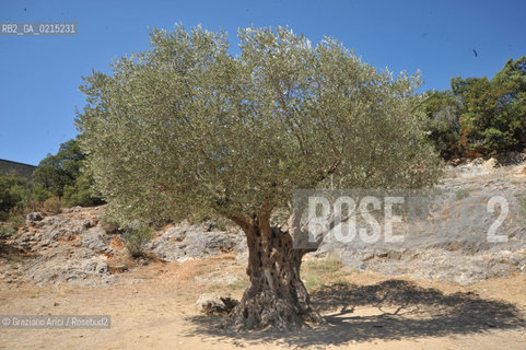 Pont-du Gard (France - Provence - Provenza) 8/09 - Pont-du-gard  ©Graziano Arici/Rosebud2 geo acquedotto romano barca fiume albero valentina