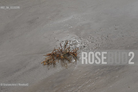 (FRANCE - FRANCIA) PROVENCE ARLES - CAMARGUE ©Graziano Arici/Rosebud2 PROVENZA