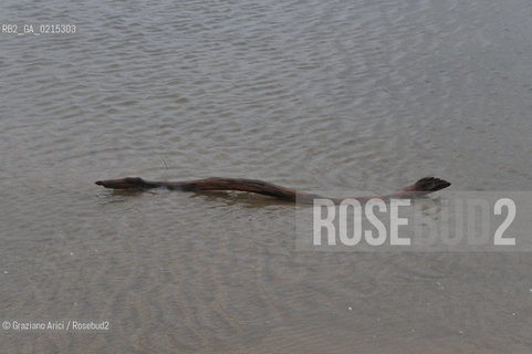 (FRANCE - FRANCIA) PROVENCE ARLES - CAMARGUE  ©Graziano Arici/Rosebud2 PROVENZA