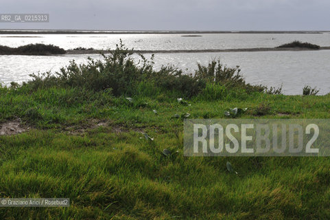 (FRANCE - FRANCIA) PROVENCE ARLES - CAMARGUE  ©Graziano Arici/Rosebud2 PROVENZA