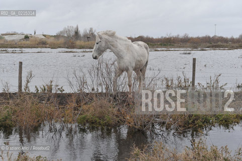 (FRANCE - FRANCIA) PROVENCE ARLES - CAVALLO IN CAMARGUE ©Graziano Arici/Rosebud2 PROVENZA