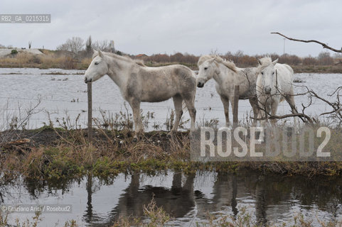 (FRANCE - FRANCIA) PROVENCE ARLES - CAVALLO IN CAMARGUE ©Graziano Arici/Rosebud2 PROVENZA