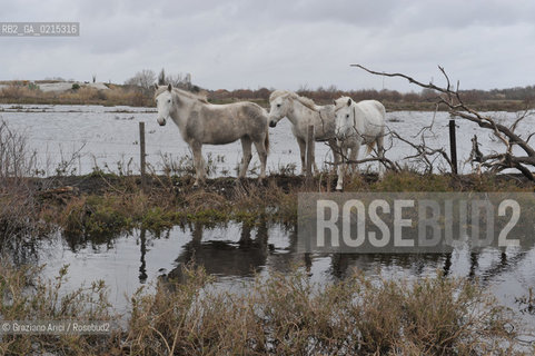 (FRANCE - FRANCIA) PROVENCE ARLES - CAVALLO IN CAMARGUE ©Graziano Arici/Rosebud2 PROVENZA