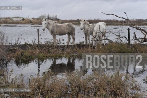 (FRANCE - FRANCIA) PROVENCE ARLES - CAVALLO IN CAMARGUE ©Graziano Arici/Rosebud2 PROVENZA
