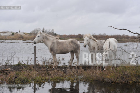 (FRANCE - FRANCIA) PROVENCE ARLES - CAVALLO IN CAMARGUE ©Graziano Arici/Rosebud2 PROVENZA
