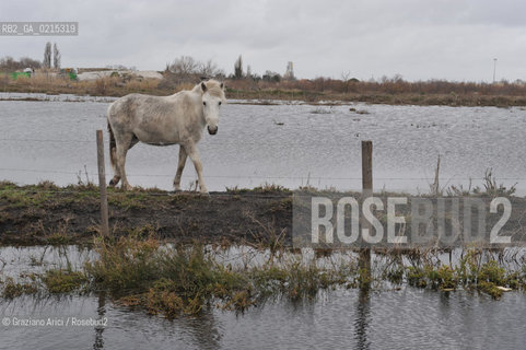 (FRANCE - FRANCIA) PROVENCE ARLES - CAVALLO IN CAMARGUE ©Graziano Arici/Rosebud2 PROVENZA