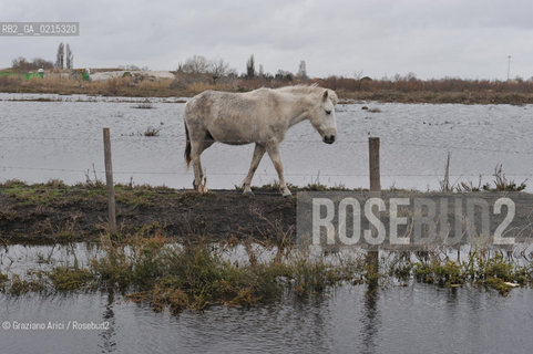 (FRANCE - FRANCIA) PROVENCE ARLES - CAVALLO IN CAMARGUE ©Graziano Arici/Rosebud2 PROVENZA