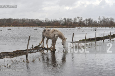 (FRANCE - FRANCIA) PROVENCE ARLES - CAVALLO IN CAMARGUE ©Graziano Arici/Rosebud2 PROVENZA