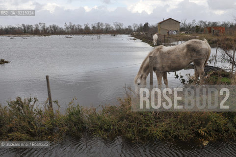 Camargue (France - Provence - Provenza) 8/09 - lagoon horses ©Graziano Arici/Rosebud2 geo spiaggia laguna cavallo bianco