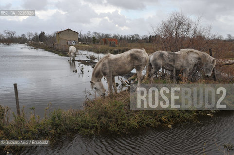 Camargue (France - Provence - Provenza) 8/09 - lagoon horses ©Graziano Arici/Rosebud2 geo spiaggia laguna cavallo bianco