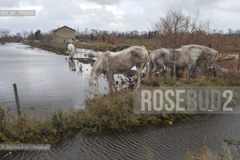 Camargue (France - Provence - Provenza) 8/09 - lagoon horses ©Graziano Arici/Rosebud2 geo spiaggia laguna cavallo bianco