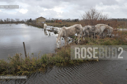 Camargue (France - Provence - Provenza) 8/09 - lagoon horses ©Graziano Arici/Rosebud2 geo spiaggia laguna cavallo bianco