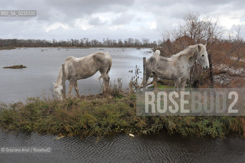 Camargue (France - Provence - Provenza) 8/09 - lagoon horses ©Graziano Arici/Rosebud2 geo spiaggia laguna cavallo bianco