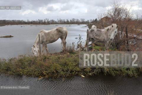 Camargue (France - Provence - Provenza) 8/09 - lagoon horses ©Graziano Arici/Rosebud2 geo spiaggia laguna cavallo bianco