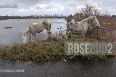 Camargue (France - Provence - Provenza) 8/09 - lagoon horses ©Graziano Arici/Rosebud2 geo spiaggia laguna cavallo bianco